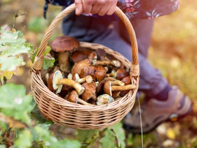 Picking mushrooms in the woods