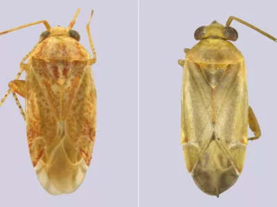 Novo poimenovanje je dobilo več primerkov. Foto: zajem zaslona / insect Systematics and Evolution