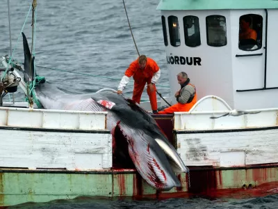 A whale is hauled on a fishing boat after it was killed in the Atlantic Ocean off the west coast of Iceland Saturday Aug. 23, 2003. The Icelandic government has given permission for 38 whales to be caught for scientific reasons within the next two months. (AP Photo/Adam Butler)