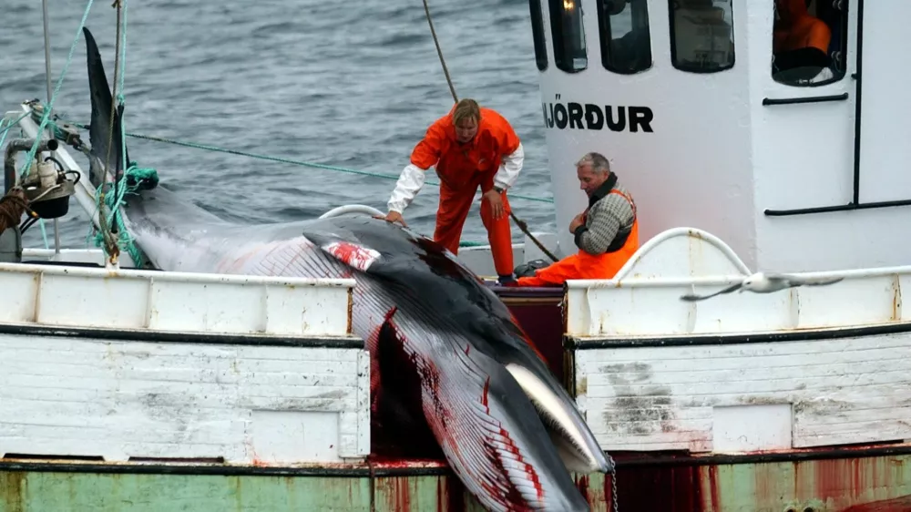 A whale is hauled on a fishing boat after it was killed in the Atlantic Ocean off the west coast of Iceland Saturday Aug. 23, 2003. The Icelandic government has given permission for 38 whales to be caught for scientific reasons within the next two months. (AP Photo/Adam Butler)