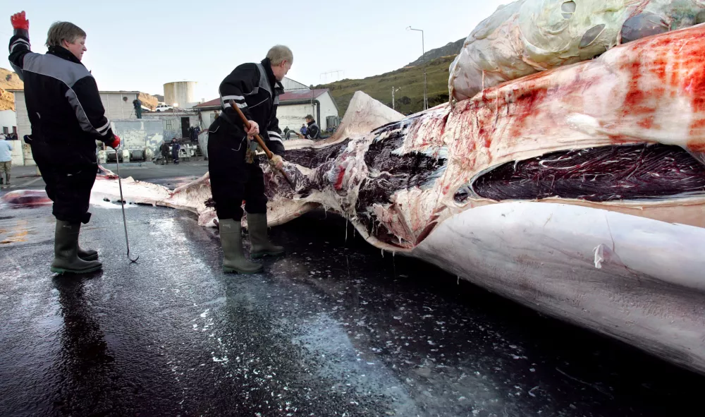 Workers cut up a large fin whale in Hvalfjordur, Iceland, Sunday, Oct. 22 2006. Iceland has broken a global moratorium on commercial whaling, killing the endangered fin whale for the first time since the 1980s, Icelandic media reported Sunday. Iceland's RUV television showed footage of a large fin whale being towed by the Hvalur 9 whaling boat. It said the whale was harpooned in the north Atlantic about 200 miles (320 kilometers) west of Iceland. Iceland announced last week that it would resume commercial whaling, ignoring a worldwide moratorium that came into effect in 1986. (AP Photo / Morgunbladid) ** NO ARCHIVES NO SALES ** Photo/Thorvaldur rn Kristmundsson NO ARCHIVE - NO THIRD PARTY SALES
