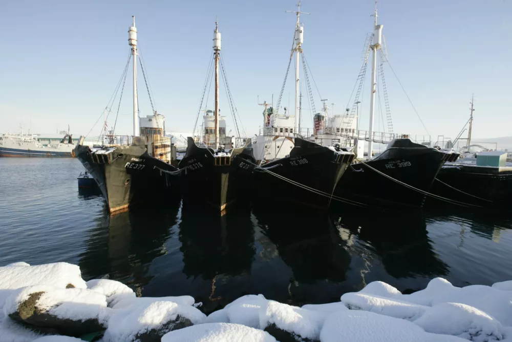 Whaling ships are seen docked at a wharf in Reikjavik January 29, 2009. Iceland said on Tuesday it would allow whaling of fin and minke whales -- a practice opposed by conservationists -- for another five years.  REUTERS/Ints Kalnins (ICELAND)