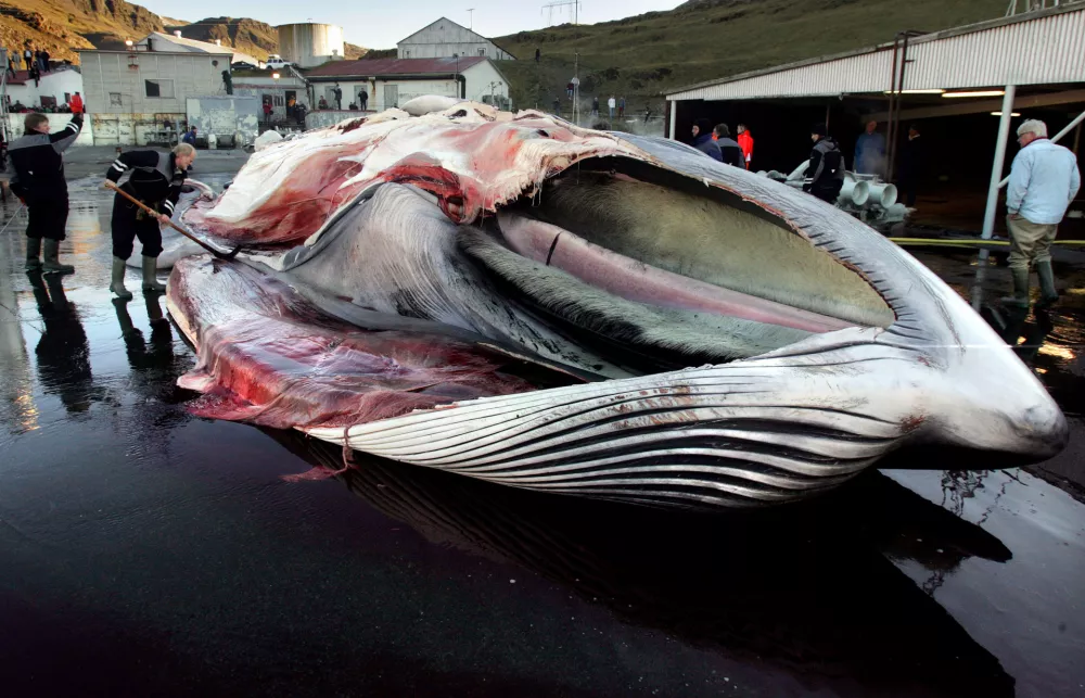 Workers cut up a large fin whale in Hvalfjordur, Iceland, Sunday, Oct. 22 2006. Iceland has broken a global moratorium on commercial whaling, killing the endangered fin whale for the first time since the 1980s, Icelandic media reported Sunday. Iceland's RUV television showed footage of a large fin whale being towed by the Hvalur 9 whaling boat. It said the whale was harpooned in the north Atlantic about 200 miles (320 kilometers) west of Iceland. Iceland announced last week that it would resume commercial whaling, ignoring a worldwide moratorium that came into effect in 1986. (AP Photo / Morgunbladid) ** NO ARCHIVES NO SALES ** Photo/Thorvaldur rn Kristmundsson NO ARCHIVE - NO THIRD PARTY SALES