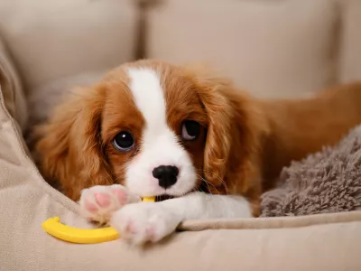 Funny Cavalier King Charles Spaniel dog puppy chewing his favorite toy while lying on dog bed inside. Relief from itching of growing teeth. Adaptation of pet to new family and home. Postcard