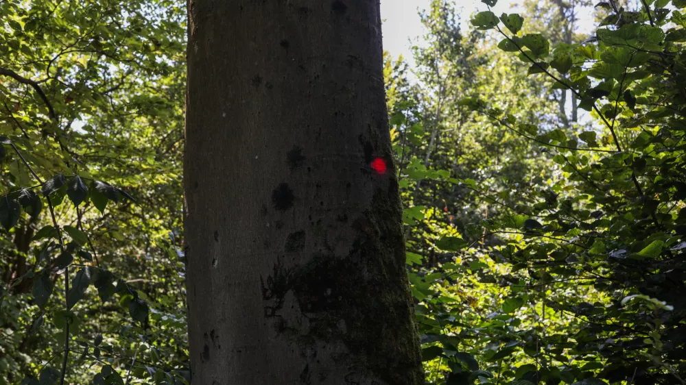  - Po&scaron;kodovano drevo, - oznaka za posek, - 13.08.2025. - Vodeni ogled območja poseka dreves na Rožniku s predstavniki Zavoda za gozdove in občine Ljubljana. //FOTO: Bojan Velikonja