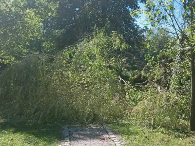 padlo drevo ob Kose&scaron;kem barju 