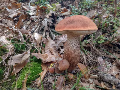 - 17.10.2019 &ndash; Gobarjenje in gobe v naravi - goba - jurček - nabiranje gob  //FOTO: Luka Cjuha.