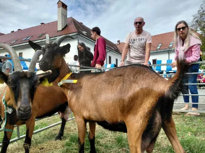 Dvori&scaron;če Mekinjskega samostana so minulo soboto zavzele pisana dru&scaron;čina ovac in koz. 