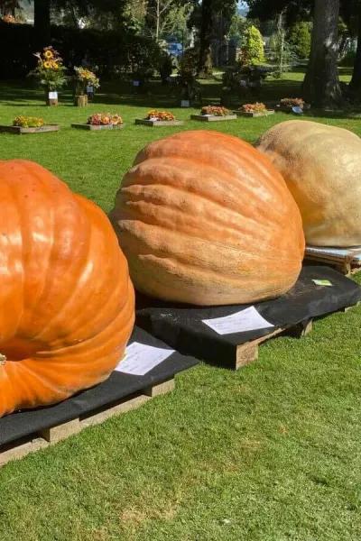 Leto&scaron;nja zmagovalna buča je tehtala 533 kilogramov. / Foto: Mozirski Gaj