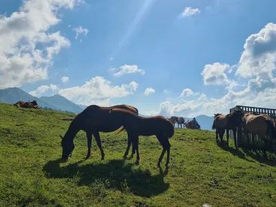 konji, planine, Kofce, pa&scaron;nik