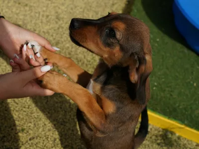 A caretaker plays with a puppy at the Tierhilfe Hoffnung e.V. shelter in Smeura, Romania, September 15, 2026. REUTERS/Andreea Campeanu