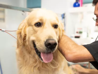 male pet groomer washing and cleaning a golden retriever in grooming salon in keeping your animals clean and healthy concept.