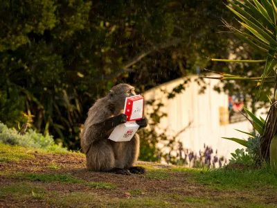 Baboon Life in Cape Town, South Africa A habituated wild baboons raiding a City of Cape Town municipal bin in Cape Town, South Africa on August 4,2024. In Cape Town, South Africa, the coexistence of humans and Chacma baboons in urban areas, particularly in villages like Kommetjie, has led to increasing tensions and conflicts. Despite efforts under the City of Cape Town s Baboon Strategic Management Plan, which involves tracking, educating residents, and reducing baboon harm, hostilities between baboons and humans, including attacks on pets and property damage, continue to rise. The presence of baboons, who forage and sleep within urban spaces, has divided the community, pitting animal rights activists against frustrated residents. A recen Copyright: xMatrixxImagesx/xAlanxvanxGysenx No Use Switzerland. No Use Germany. No Use Austria