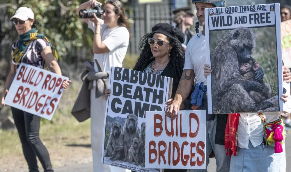 Members of the local community protest outside a new baboon enclosure to show opposition to the permanent captivity and containment of Simon's Town's wild baboon troops on Red Hill Road, Cape Town, South Africa, on September 06, 2026. Cape Town's chacma baboon troops, particularly those around Simon's Town on the Cape Peninsula, have long been at the centre of a contentious human-wildlife conflict. As urban development has encroached on their natural foraging range, baboons have increasingly entered residential areas in search of food, leading to property damage, safety concerns, and, at times, violent confrontations with residents. Local authorities and conservation bodies have experimented with a range of management strategies over the years, including ranger monitoring, paintball deterrents, electric fencing, and relocation, with varying success and ongoing debate over cost and effectiveness. The proposal to enclose troops permanently marks a significant shift from managing baboons within their historic range toward physical containment, a move that has drawn strong criticism from animal welfare advocates and residents who argue it infringes on the animals' wild status and freedom of movement, while proponents frame it as a necessary step to reduce conflict and protect both people and the baboons themselves. Matrix Images / Brenton Geach