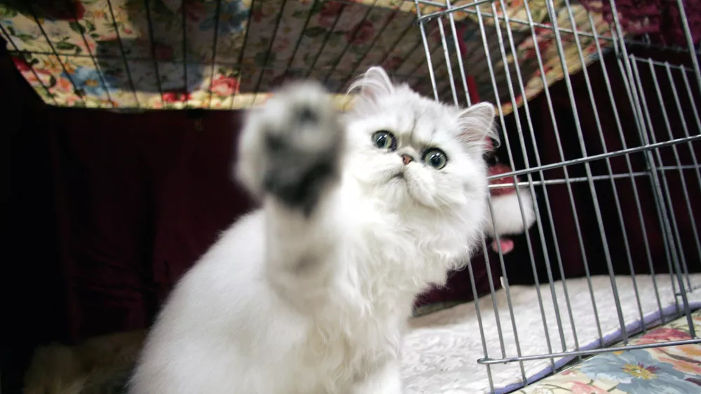 Sweet Pea, a 5 month old Persian owned by Jim and Sally Kology of Bristol, Conn. plays in his cage during the 3rd Annual Cat Fanciers Association-Iams Cat Championship, Saturday, Oct. 8, 2005 in New York. The CFA-Iams cat show is being held at Madison Square Garden through Sunday and features over 300 show cats. (AP Photo/Mary Altaffer)