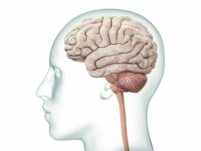 Human brain with cerebellum and brainstem profile view with body accurate 3D rendering illustration. Neurology, neuroscience, anatomy, medical diagram, nervous system concepts. / Foto: Libre De Droit