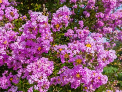 Povečana fotografija čudovitih cvetov te rastline. / Foto: Istock
