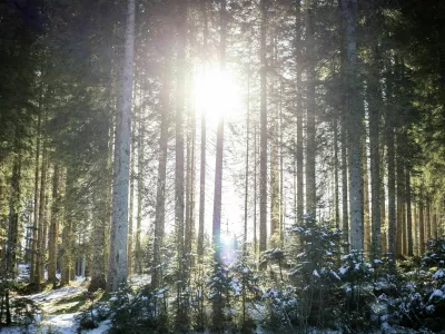- 28.12.2019 - simboli?na fotografija - gozd, zima, sonce, drevo, drevesa, narava//FOTO: Matja? Ru?t / Foto: Matja Rut