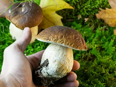 Closeup of left hand holding porcino mushroom above green mossy background with leaves of plane tree. Bolete, boletus edulis / Foto: Robertax