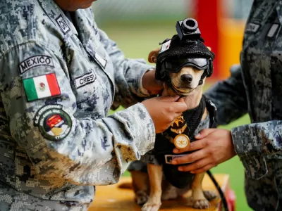 A member of the National Guard places a helmet on Comando, a Chihuahua adopted by Mexico's National Guard that has become one of the force's most recognizable public faces through appearances at ceremonies and community events, at a military base in Mexico City, Mexico, September 29, 2026. REUTERS/Toya Sarno Jordan   TPX IMAGES OF THE DAY