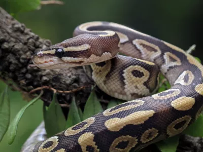 head and skin python regius
