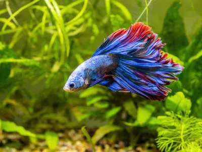 Blue Siamese Fighting Fish, Rosetail Halfmoon Aquarium Pet, Blue Red Betta Splendens in Fish Tank Closeup / Foto: Artem Stepanov