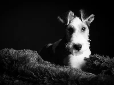 1 year old wire fox terrier in the studio against a black background in monochrome