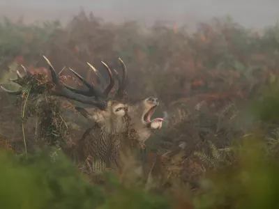 A deer roars as the annual rutting season begins, during a foggy autumn morning in Richmond Park, London, Britain, September 29, 2025. REUTERS/Toby Melville