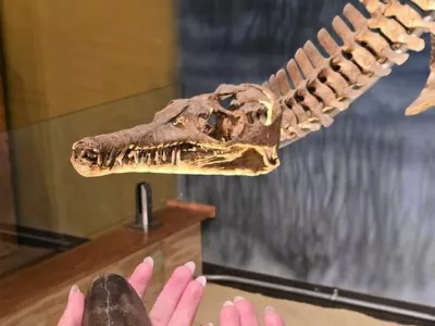 Najdebelej&scaron;i v družini. V rokah sta edina doslej znana fosila nove vrste Wyoteuthis linsterorum. Gre za fosilizirana notranja skeleta oziroma rostruma belemnita, sorodnika dana&scaron;njih lignjev in hobotnic, ki je v morju na območju dana&scaron;njega Wyominga živel pred približno 160 milijoni let. / Foto: Foto: Jessica Lippincott