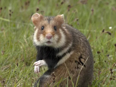 Veliki hrček (Cricetus cricetus) / Foto: Lubomir Hlasek