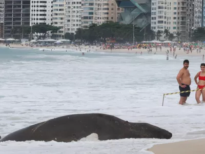 An elephant seal rests on Copacabana Beach in Rio de Janeiro, Brazil, October 6, 2026. REUTERS/Aline Massuca