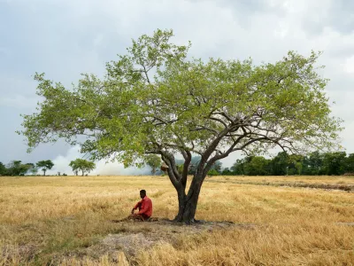Vidanaarachchige Wimalasuriya sits under a tree in his paddy field, where his crops failed weeks ago due to drought in Medirigiriya, Sri Lanka, Sunday, Sept. 13, 2026. (AP Photo/Eranga Jayawardena)