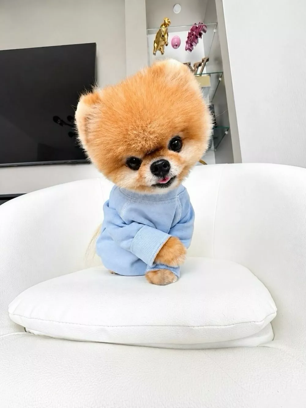 Jiffpom pes / Foto: Instagram