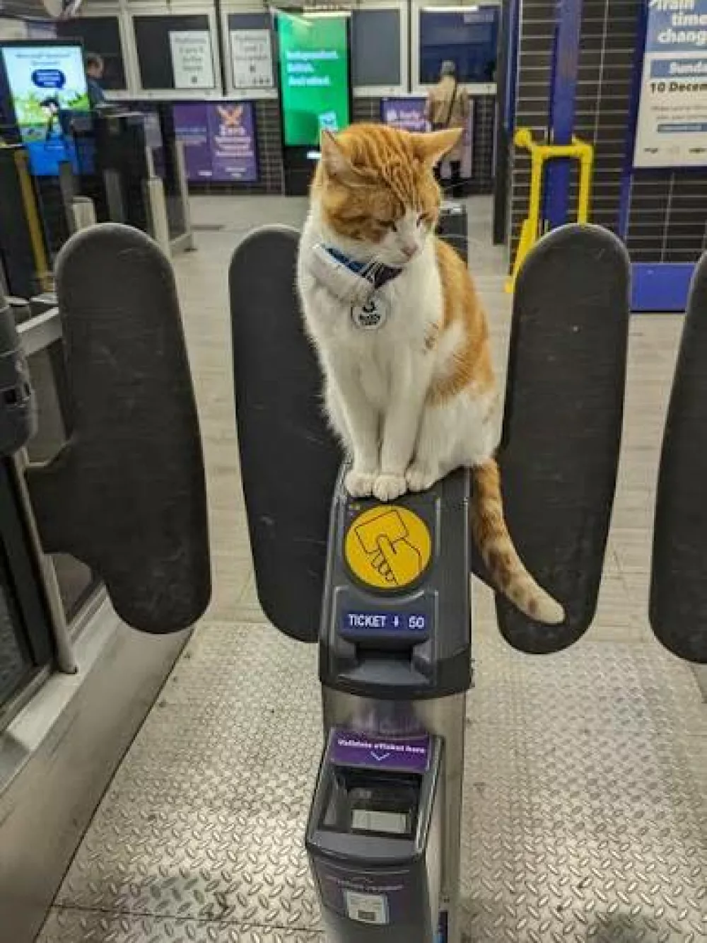 Nala Cat / Foto: Colin