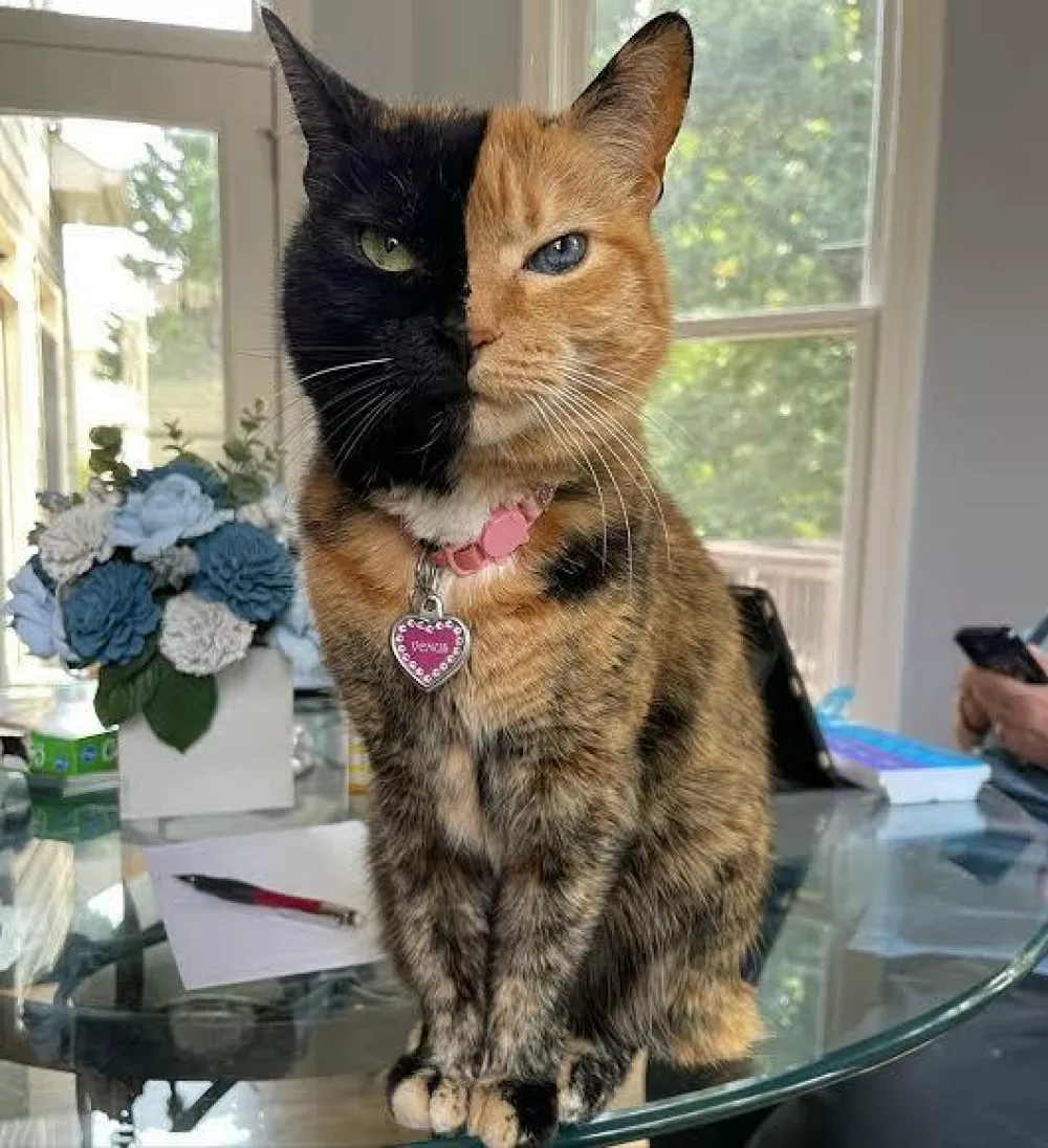 Venus Two Face Cat / Foto: Nn