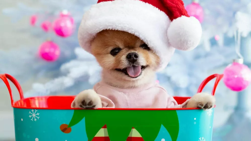 Jiffpom Instagram / Foto: Facebook/ Jiffpom