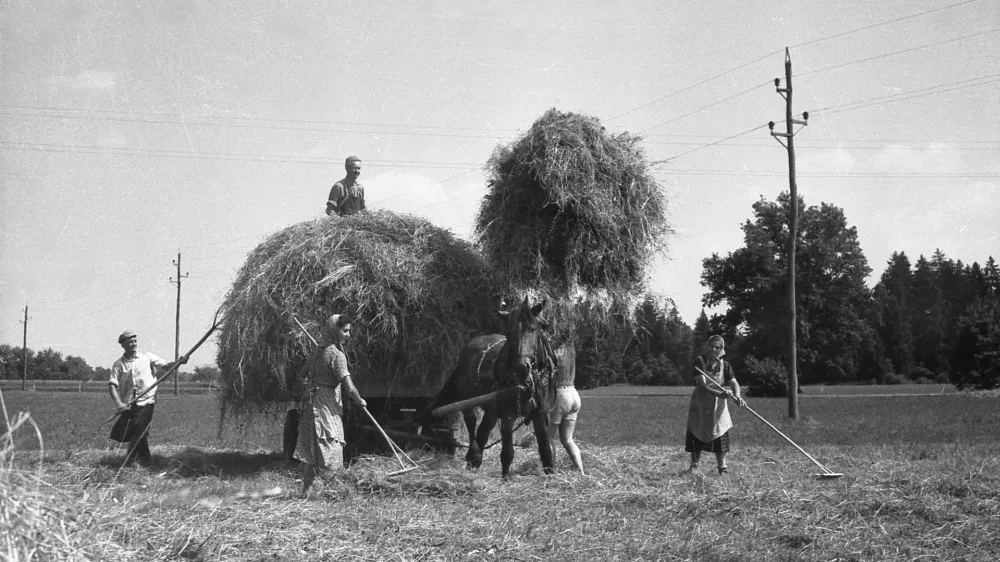 Junij 60 - Junij je bil mesec, ko se je nekdaj pričela ko&scaron;nja trave in spravilo sena. / Foto: Marjan Ciglič/ Hrani Muzej Novej&scaron;e In Sodobne Zgodovine Slovenije