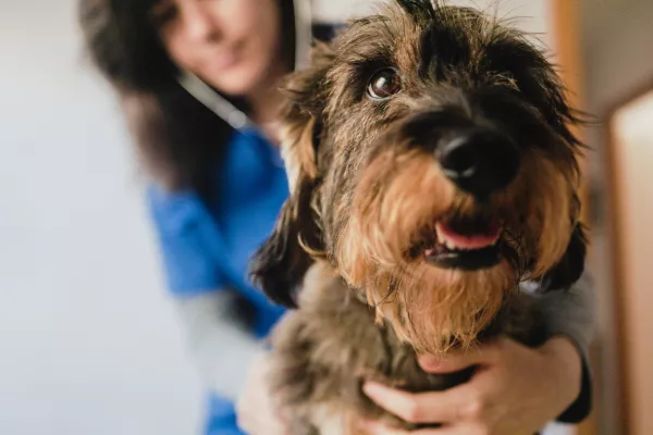 Za pse je lahko obisk veterinarske ambulante prava nočna mora. Lahko pa mu pomagamo. / Foto: Istock