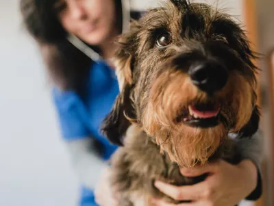 Za pse je lahko obisk veterinarske ambulante prava nočna mora. Lahko pa mu pomagamo. / Foto: Istock