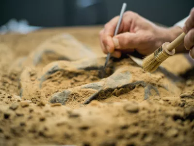 Close up shot of cleaning fossil remains of extinct civilization from sand using professional tool and brush. Archaeologist works with bones of prehistoric human or dinosaur in archaeological lab.