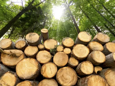 Trunks of trees cut and stacked in the foreground, green forest in the background with sun rays