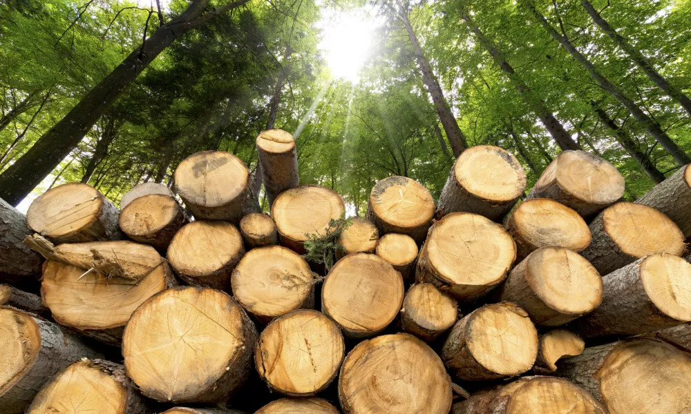 Trunks of trees cut and stacked in the foreground, green forest in the background with sun rays