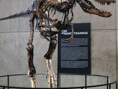 "Jodi" a rare mounted skeleton of Nanotyrannus and one of only three such dinosaur skeletons known to science, is displayed ahead of its October 27 auction at Sotheby's in New York City, US, October 13, 2026. REUTERS/Mike Segar