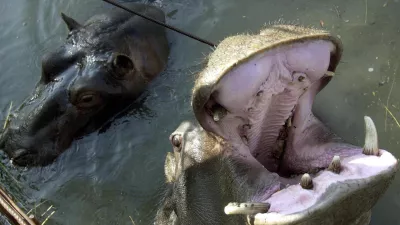 FILE - In this Oct. 29, 2002 file photo female Nikica, left, and male Lucky hippopotamuses in a private zoo at the Skadar Lake, about 10 kilometers (6 miles) south of the Montenegro capital Podgorica. A hippo escaped from a flooded private zoo in southern Montenegro Tuesday, shocking villagers who found him jaunting around their homes. The female hippo nicknamed Nikica, the only known resident of its kind in the area of Skadar Lake bordering Albania, ran out from the cage as water overflowed a wetland island turned into a zoo. (AP Photo/Risto Bozovic, file)