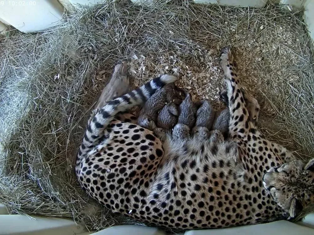 Petletna gepardka Zura s svojimi petimi mladiči, ki so se skotili 5. oktobra letos. Novopečena mama zanje skrbno skrbi, njihovo odra&scaron;čanje pa lahko ljubitelji živali spremljajo prek spletne kamere. / Foto: Smithsonian's National Zoo And Conservation Biology Institute
