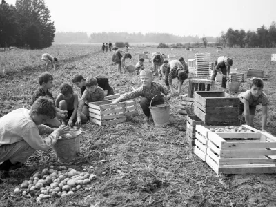Leto 1965. Učenci pomagajo pobirati na polju pobirati krompir in si prislužiti nekaj denarja za &scaron;olskem potreb&scaron;čine in pribolj&scaron;ek / Foto: Marjan Ciglič, Hrani Muzej Novej&scaron;e Zgodovine Slovenije