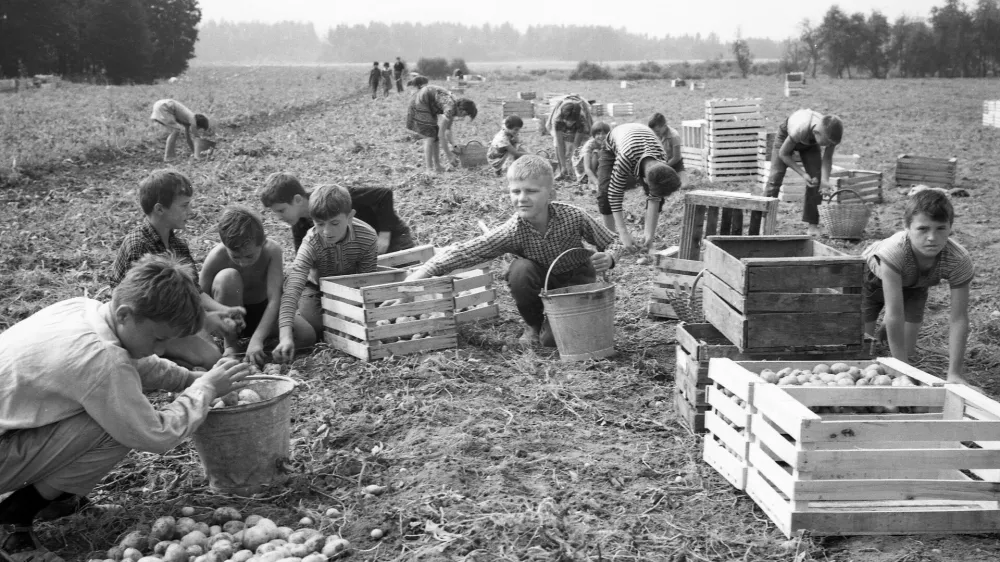 Leto 1965. Učenci pomagajo pobirati na polju pobirati krompir in si prislužiti nekaj denarja za &scaron;olskem potreb&scaron;čine in pribolj&scaron;ek / Foto: Marjan Ciglič, Hrani Muzej Novej&scaron;e Zgodovine Slovenije
