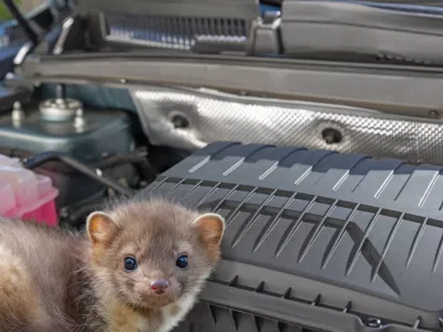 Stone marten inside a car engine compartment. Horizontally.