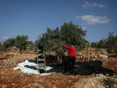 FILE PHOTO: Palestinians pick olives during the harvest season, in Palestinian-owned olive groves in the village of Beit Furik near Nablus, in the Israeli-occupied West Bank, October 9, 2026. REUTERS/Ammar Awad/File Photo