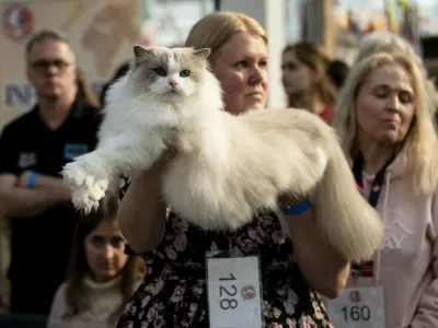 An owner holds their cat as they are judged in competition during the FIFe World Show 2026 at Vijfhuizen on the outskirts of Amsterdam on October 24, 2026, the world's biggest annual cat event where over two days some 1500 felines are competing for 34 world titles.,Image: 1146143241, License: Rights-managed, Restrictions:, Model Release: no 
